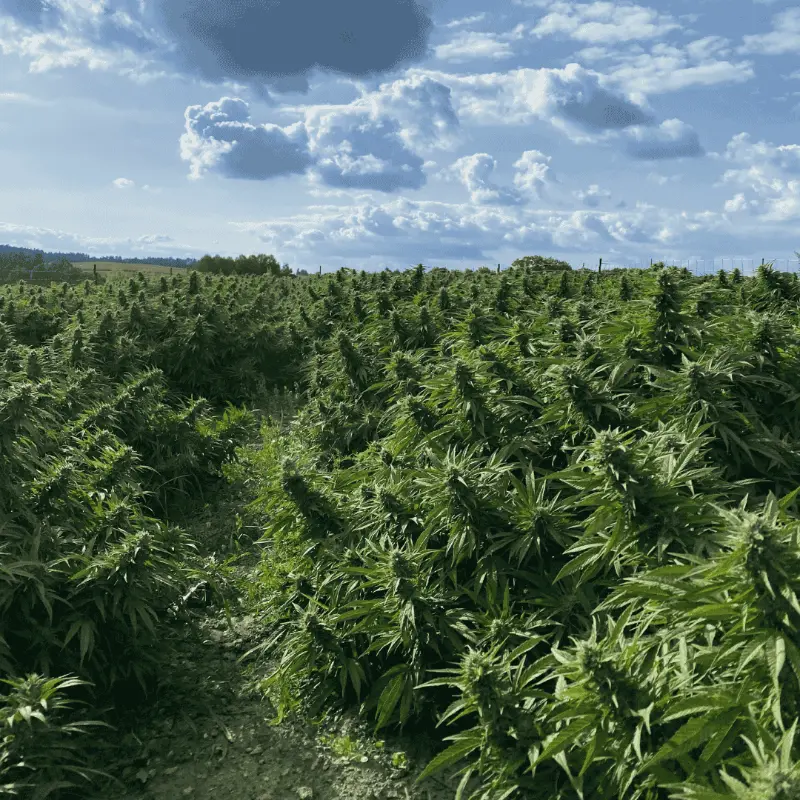 Pole CBD konopí na Vysočině