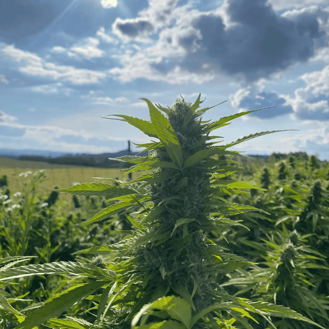 Rostlina CBD konopí