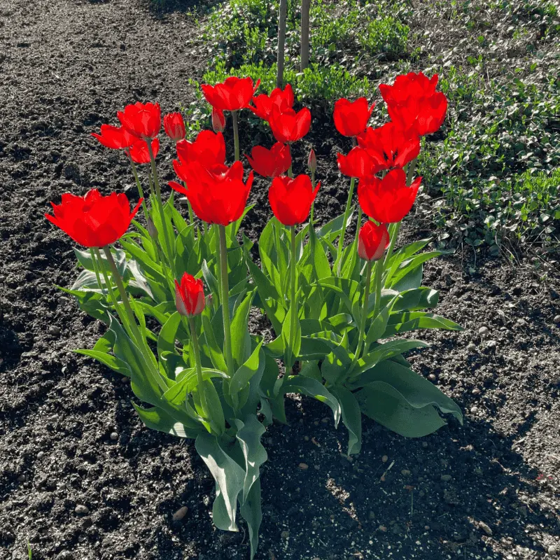 Červené tulipány